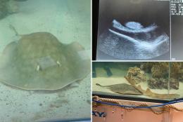 Stingray that became pregnant without a male companion in North Carolina aquarium dies
